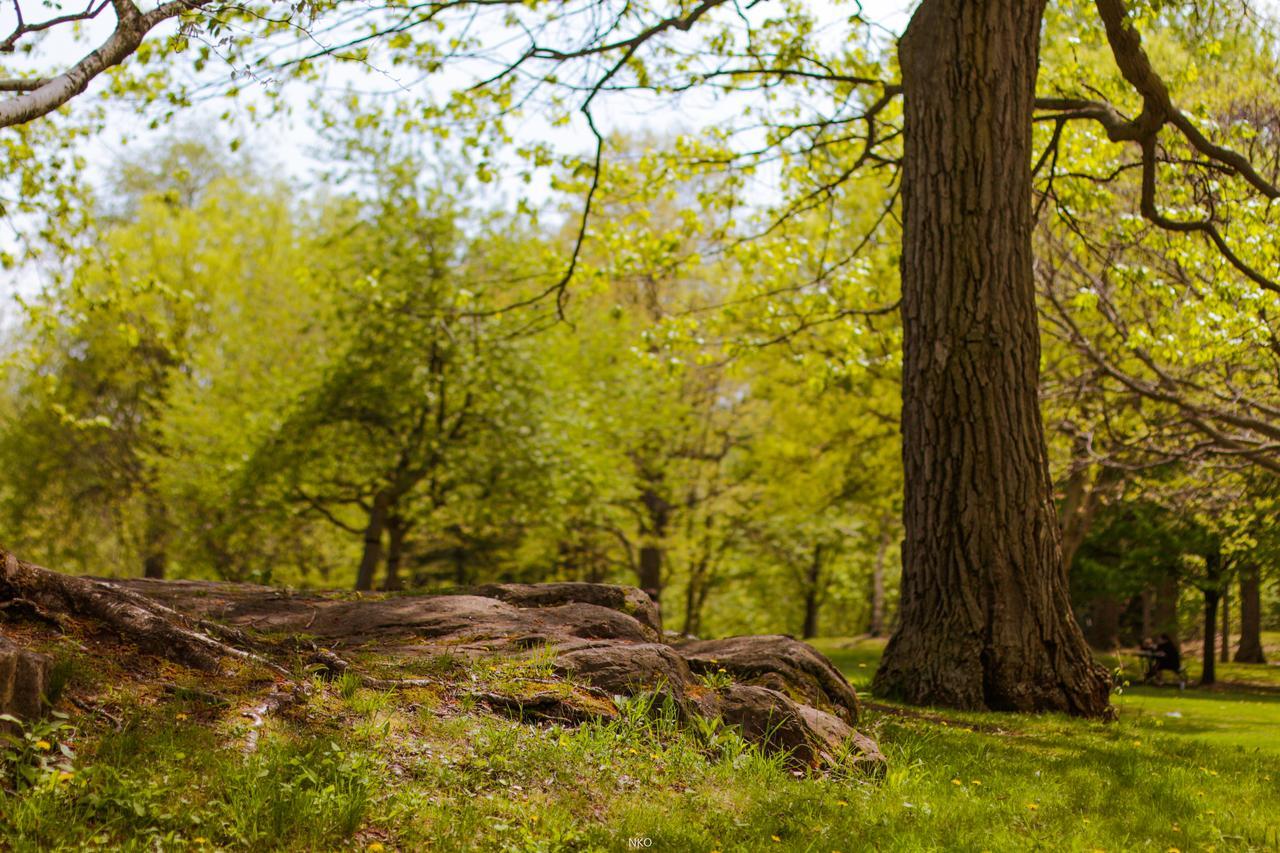 Pied-A-Terre Mont-Royal Vandrerhjem Montréal Eksteriør bilde